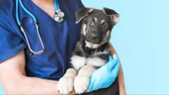 Vets under corporate pressure to increase revenue, BBC told