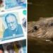 Banknotes, beavers and a very British backlash