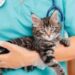 Vet prescription fees to be capped at £21